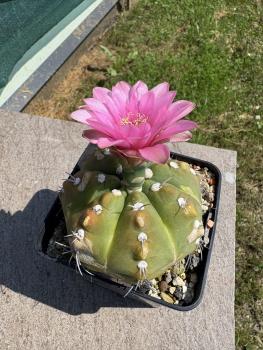 Preview: Gymnocalycium baldianum